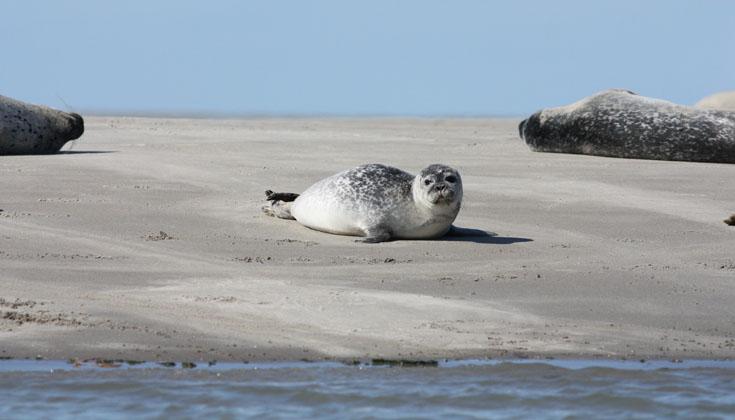 Phoque allongé sur le sable au bord de l'eau.
