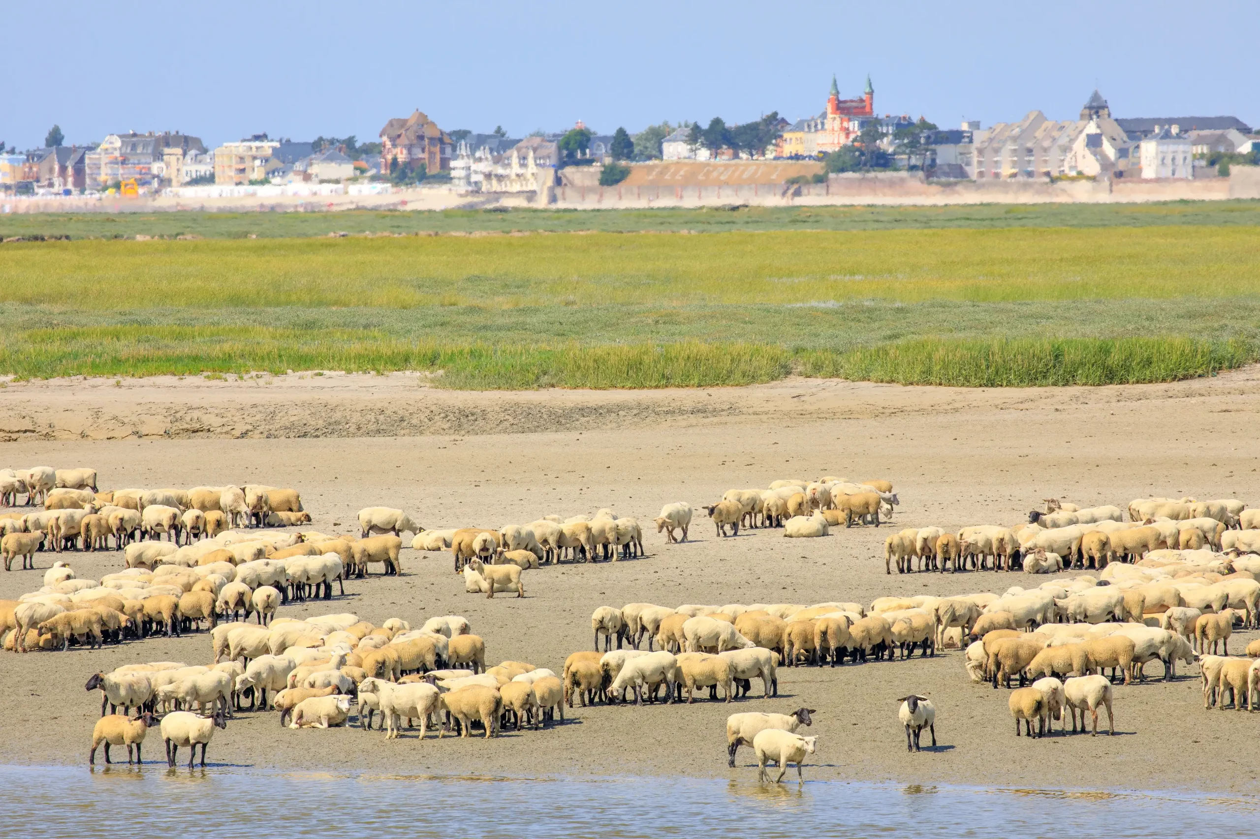 Bélier et agneaux sur un paysage de marais