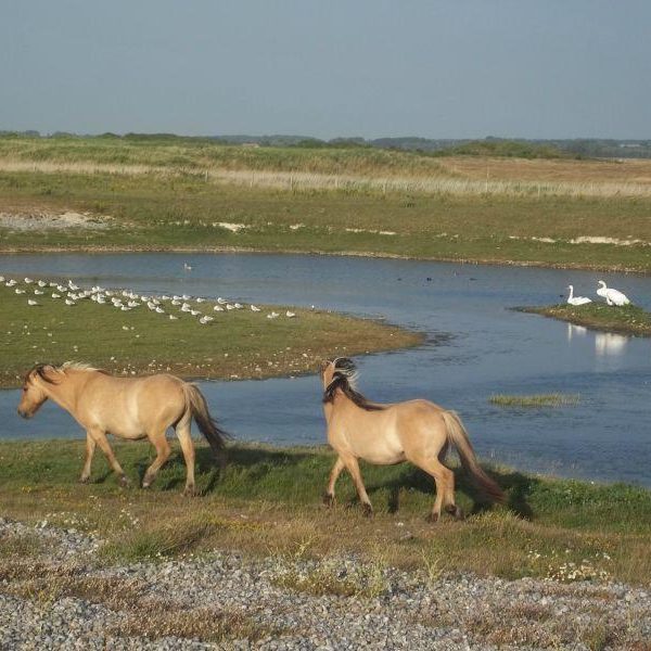 Deux chevaux marchent près d'un cours d'eau.
