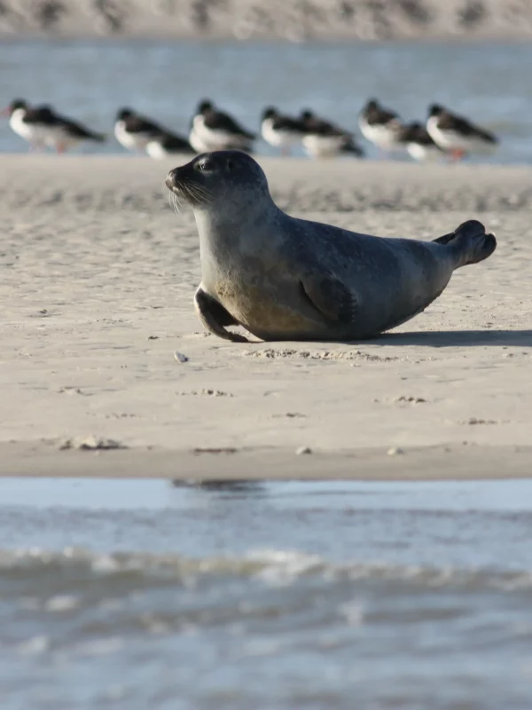 Phoque se reposant sur une plage ensoleillée