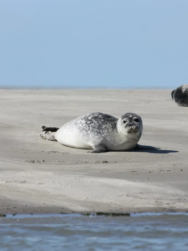 Phoque sur une plage ensoleillée.